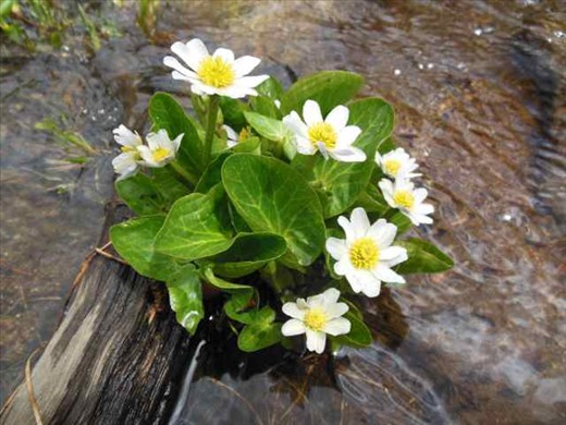 Moving up in elevation provides the viewing of unique bouquets of beauty