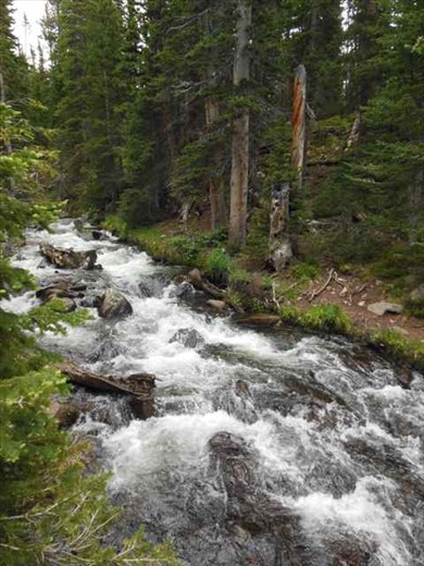 July sun melts the high snow fields, bringing swift waters to the forest below