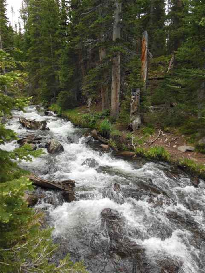 July sun melts the high snow fields, bringing swift waters to the forest below