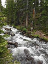 July sun melts the high snow fields, bringing swift waters to the forest below: by marycat, Views[327]