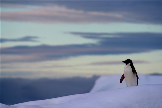 A lone penguin.