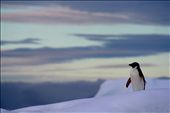 A lone penguin.: by marywilliams, Views[764]