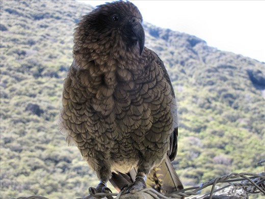 This Kea was visiting Arthur's Pass village at the foot of the pass. Kea is a curious but clever protected species easily identified in flight by an almost scarlet red colour under their wings.