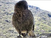 This Kea was visiting Arthur's Pass village at the foot of the pass. Kea is a curious but clever protected species easily identified in flight by an almost scarlet red colour under their wings.: by marzee, Views[740]