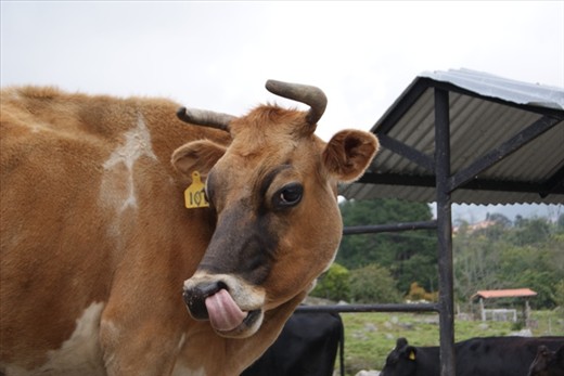In the Andean environment, cows are the main source of the farmers income. They are well taken care of and this one, evidently, knows how much they worth these days. Striking a pose for an AD, maybe?
