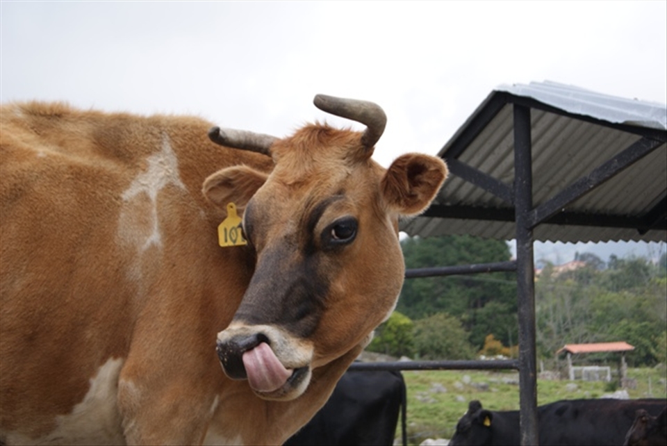 In the Andean environment, cows are the main source of the farmers income. They are well taken care of and this one, evidently, knows how much they worth these days. Striking a pose for an AD, maybe?
