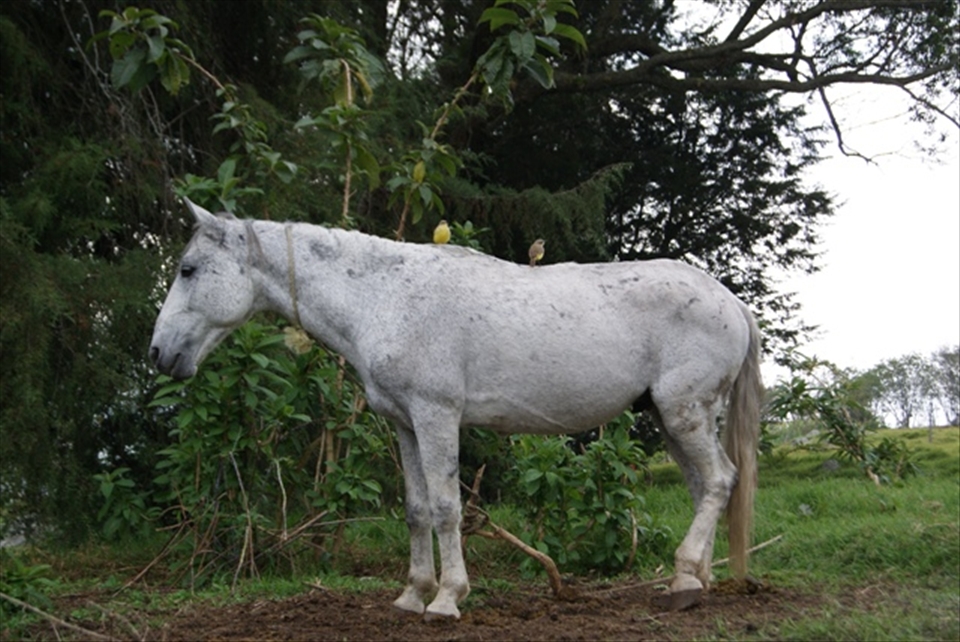 Horses are used for transportation. After hours of extensive work, this horse, tied up to a tree, rests while two birds sit on its back. Couldn't help but to think if this one has had enough? Because it looked tired and sad.