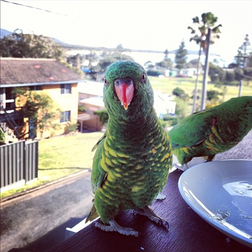Creasent Head, NSW, Lorikeet 