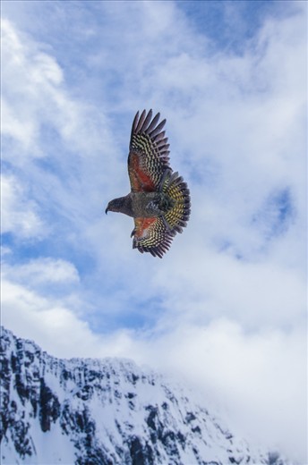 A Kea presents his beauty as he investigates me