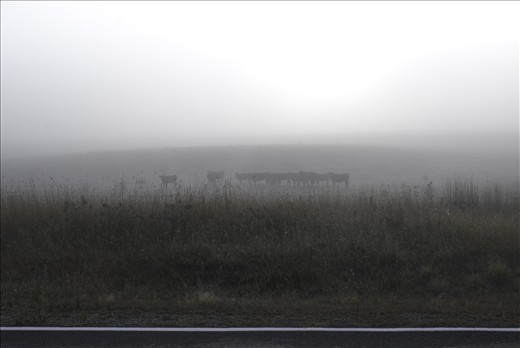 A herd makes a good Shepard, but not a Photographer. Stand out of the crowd!!!