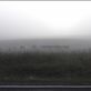 A herd makes a good Shepard, but not a Photographer. Stand out of the crowd!!!: by mathantheepetti, Views[189]