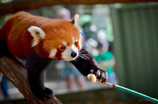 Nima was full from wild figs that had dropped but was still apparently hungry.