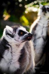 Ring-tailed lemurs may seem to be all over the place but have such personalities: by matt_duffy_ns, Views[241]