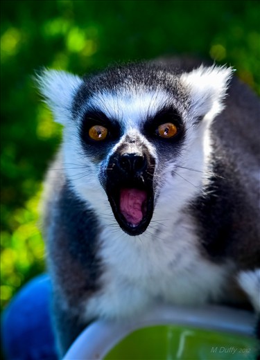 Fleur, the dominant lemur of the group, enjoying a tasty snack.