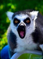 Fleur, the dominant lemur of the group, enjoying a tasty snack.: by matt_duffy_ns, Views[272]