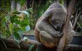 Koala enjoying a nap in the trees of Alma Park Zoo.: by matt_duffy_ns, Views[271]
