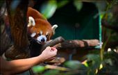 Nima being enticed down the tree with a banana during a VIP Red Panda experience: by matt_duffy_ns, Views[531]