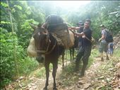 A mule trembles slightly under the weight being slung across its back: by mattadventures, Views[253]