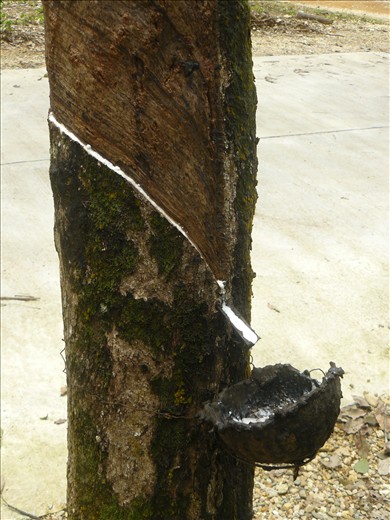 A rubber tree plantation