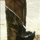 A rubber tree plantation: by mattandnetty, Views[646]