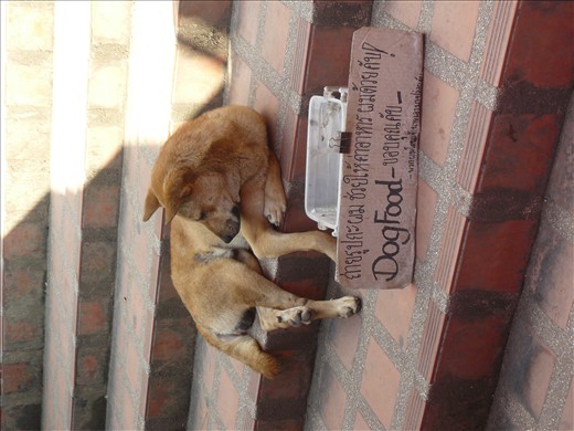 A dog begging at the temple!