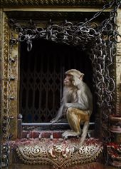 temples on the path, the guardian doesn't speak our language.. : by matteobedendo, Views[229]