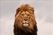Copenhagen - King of Zoo: by matteom, Views[232]