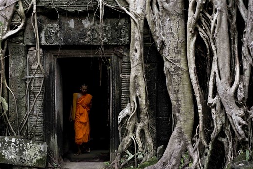 The majesty of the roots of the Ta Prohm temple in Cambodia