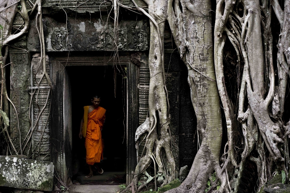 The majesty of the roots of the Ta Prohm temple in Cambodia