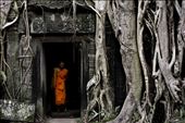The majesty of the roots of the Ta Prohm temple in Cambodia: by matteopicchianti, Views[345]