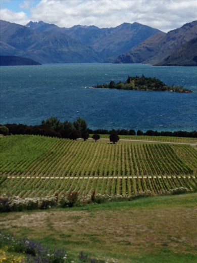 View from Rippon Vineyards, Wanaka, Otago