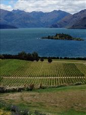 View from Rippon Vineyards, Wanaka, Otago: by matthewjbrowman, Views[122]