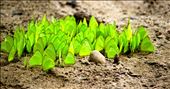 A flight of bright butterflies on the bank of the river Ganges in Rishikesh. I noticed the flight after a meditation session early that morning, they had been 20 metres away from me the whole time.: by matthewlloydcordwell, Views[236]