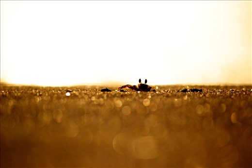 Early riser. A small friendly crab shows itself against the bright rising sun with a beautiful silhouette.