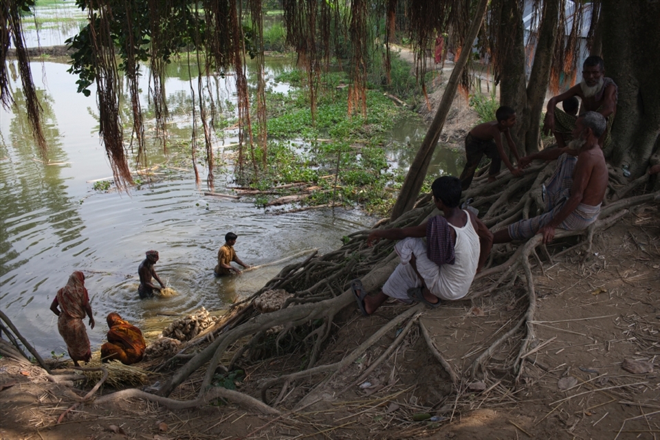 DAK BANGLA, SHAGHATA, BANGLADESH - August 2011. Workers submerge Jute crop using the water to break down and separate the fibres. These will then be dried and bundled up to take to the bazaar tosell to the wholesalers. 