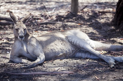 kangaroo posing. an unusual view