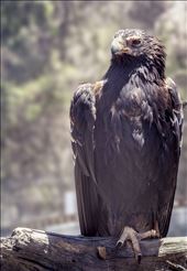 her majesty: the wedge tailed eagle: by mattia, Views[276]