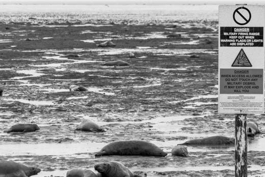 RAF Donna Nook, UK. A RAF bombing range for 9 months of the year a seal sanctuary for the other 3. A place year after Seals come to give birth and raise there pups before leaving them to fend for themselves. 