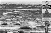 RAF Donna Nook, UK. A RAF bombing range for 9 months of the year a seal sanctuary for the other 3. A place year after Seals come to give birth and raise there pups before leaving them to fend for themselves. : by mattjmartin76, Views[199]