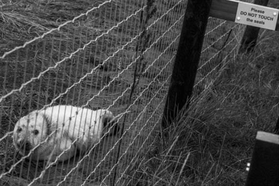 These are Wild Animals
Double fences have been put up and the whole pace has wardens guarding it 24 hours a day to ensure the Seals remain safe and return the following year.  