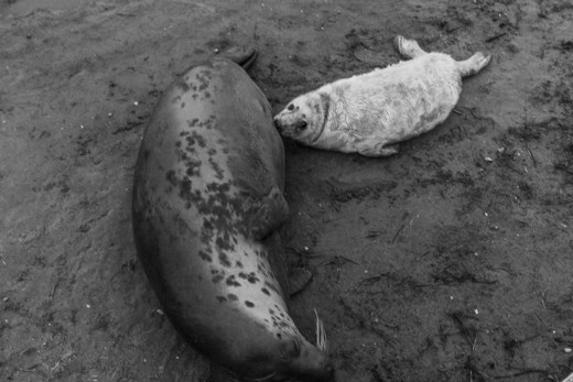 Feed me up 
To gain weight the pup feeds from the mother. The milk from the mother is nearly 50% fat to help the pup as much weight on as quickly as possible. 