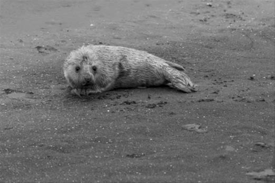 A new Seal pup with its umbilical cord showing. Hopefully he / she will be back next year for its own pups. 