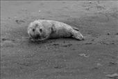 A new Seal pup with its umbilical cord showing. Hopefully he / she will be back next year for its own pups. : by mattjmartin76, Views[252]