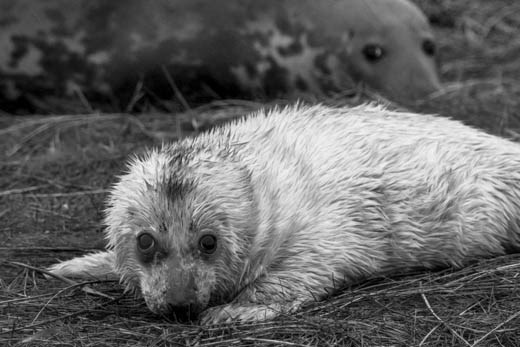 A shy but inquisitive Seal with its mum looking on. For the brief time the mum is with them they never take their eyes off them. 