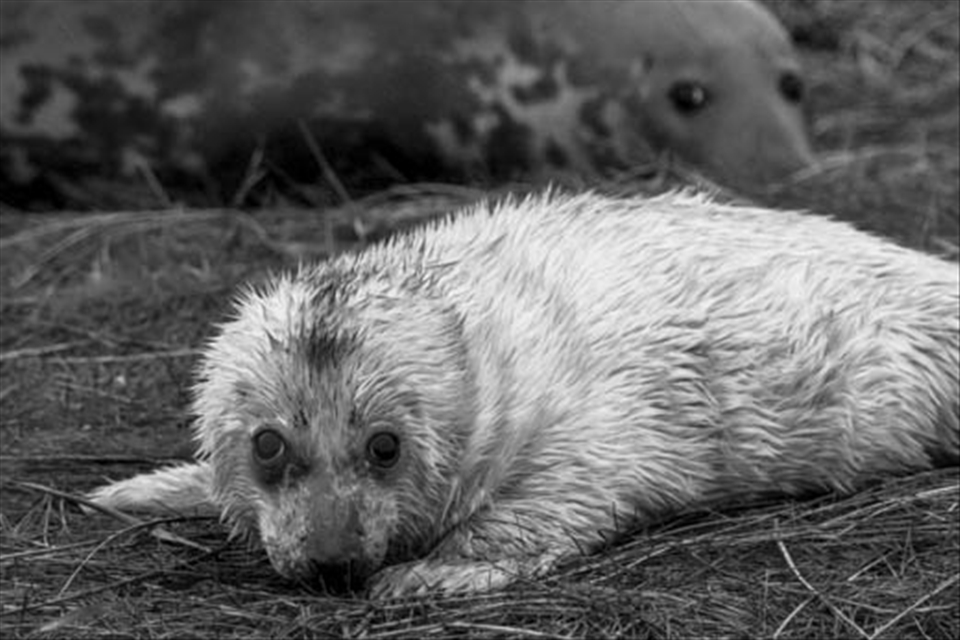A shy but inquisitive Seal with its mum looking on. For the brief time the mum is with them they never take their eyes off them. 