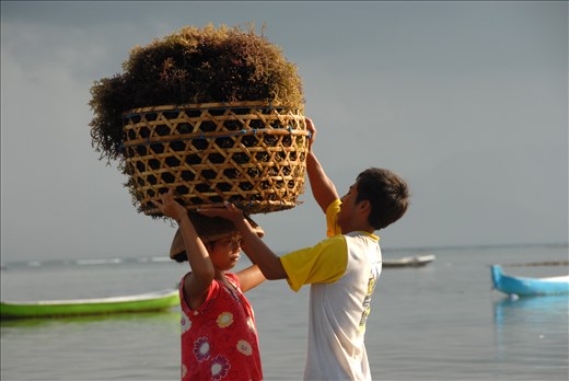 seaweed farmers on nusa lembongan