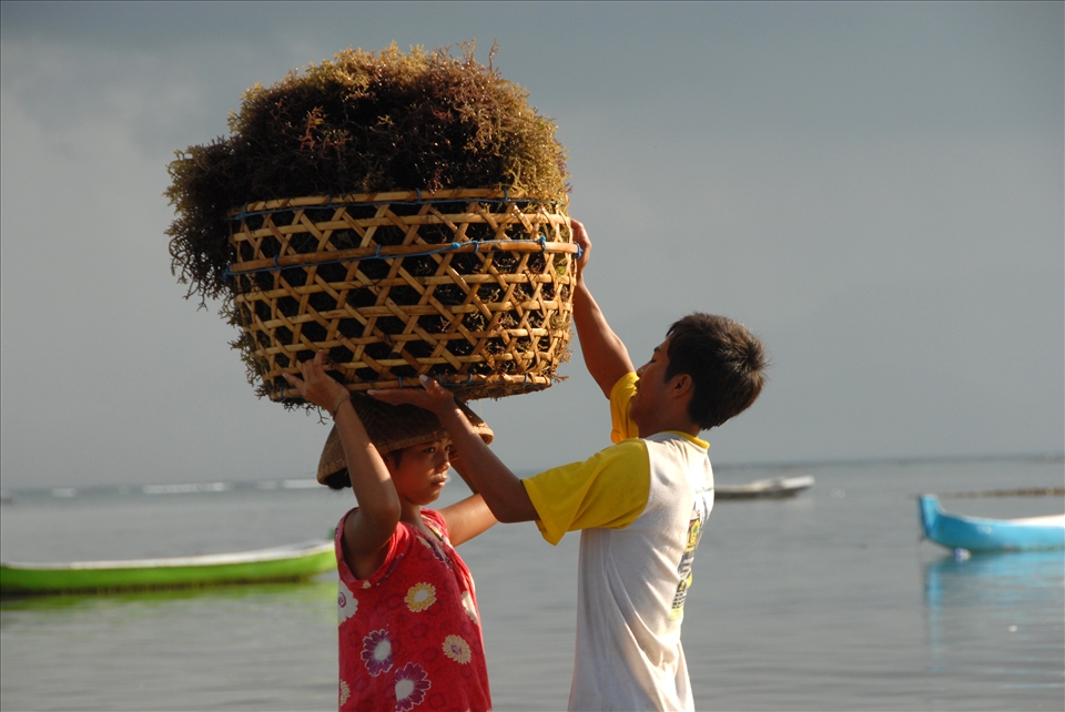 seaweed farmers on nusa lembongan
