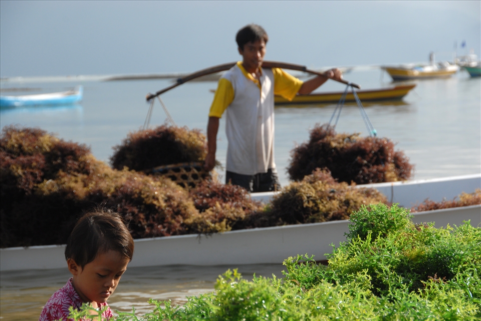 seaweed farmers on nusa lembongan