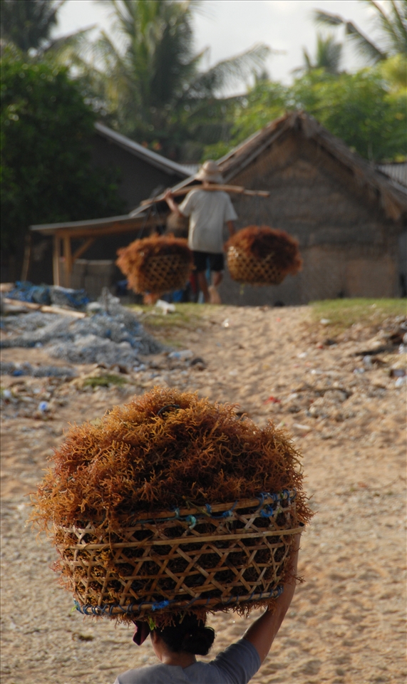 seaweed farmers on nusa lembongan