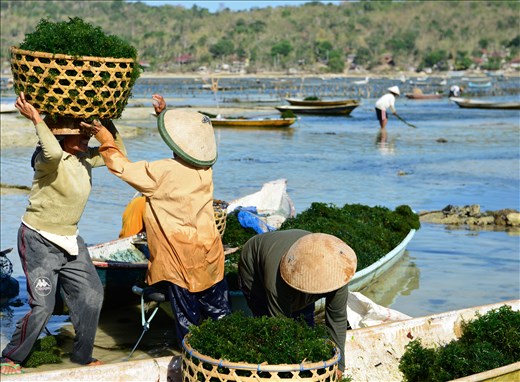 seaweed farmers on nusa lembongan
